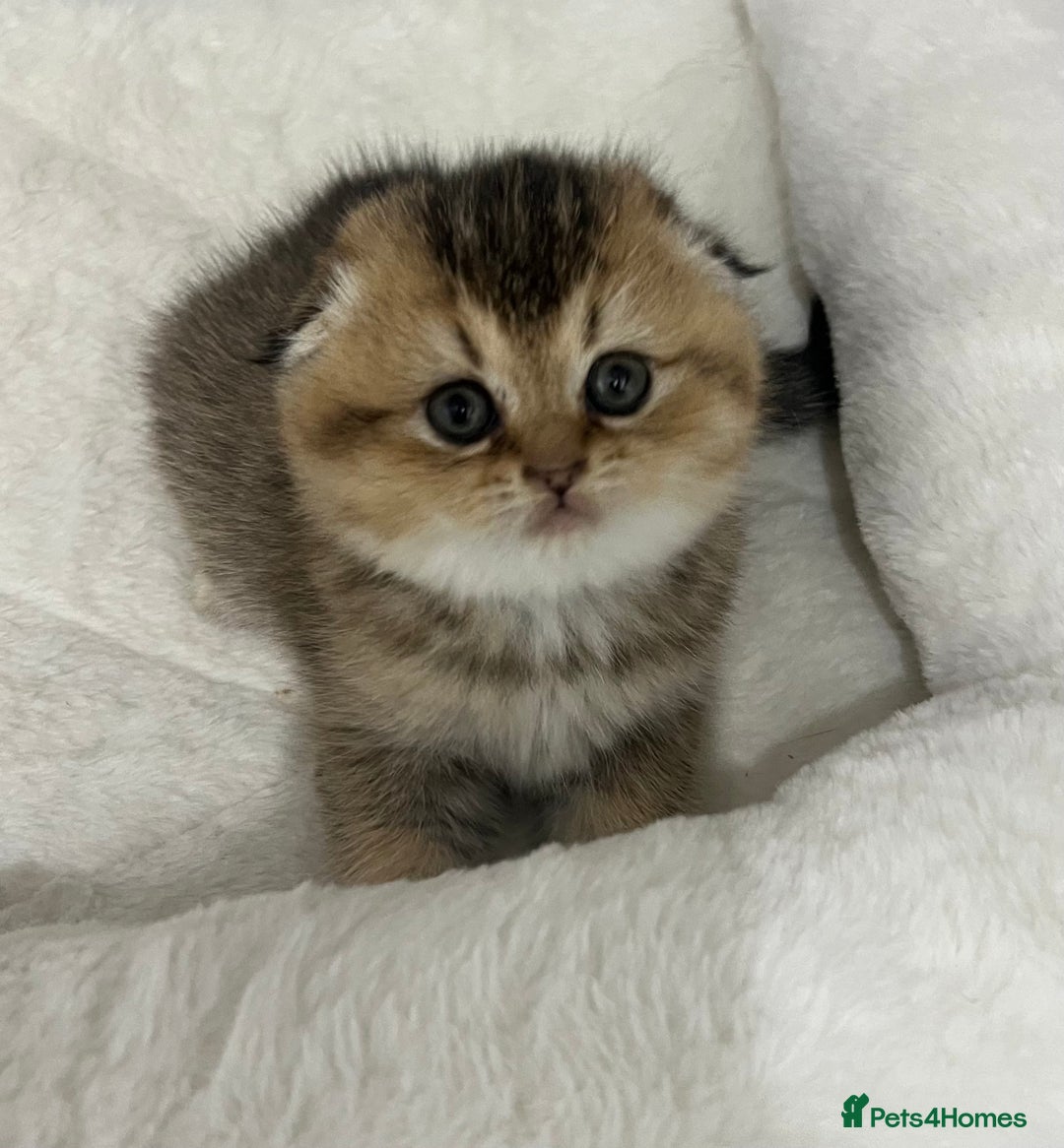 Scottish Fold cats for sale: Pure breed Pedigree SF kittens  - Advert 15