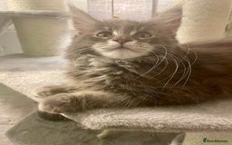 Maine Coon cats for sale: Purebred Maine Coons looking for a loving home 😻 - Image 14