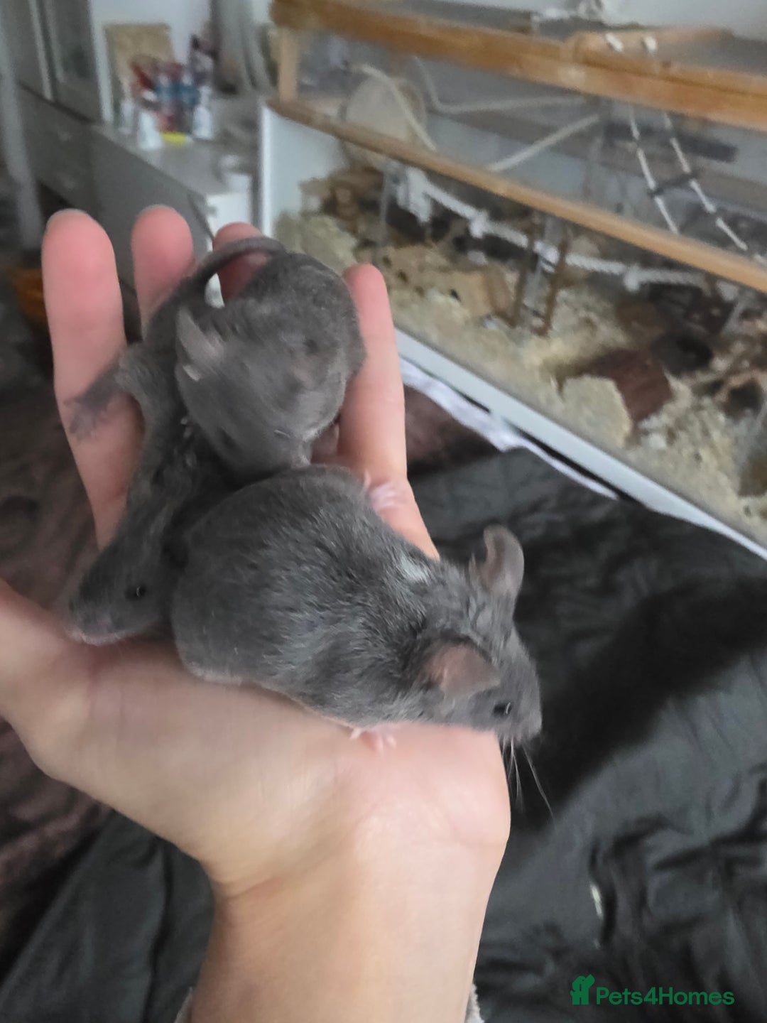 Mouse rodents for sale: 2 boys available  - Advert 11