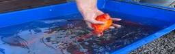 Koi Carp fish for sale: Pond closure  in West Bromwich - Advert 23