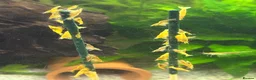 Shrimps fish for sale: Yellow Neo shrimp x12  - Advert 6