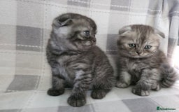 Scottish Fold cats for sale: Scottish-fold/straight ears kittens grey colour - Image 1