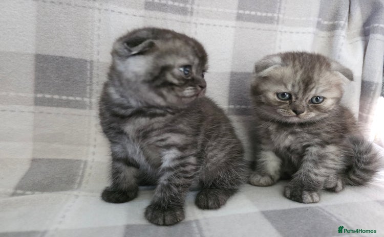 Scottish Fold cats - Advert 1