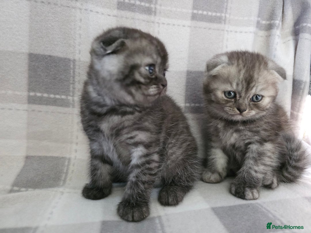 Scottish Fold cats for sale: Scottish-fold/straight ears kittens grey colour - Image 1