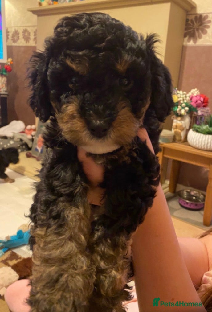 Cavapoochon dogs Beautiful Rare Phantom Toy Cavapoochon Puppies - Advert 6