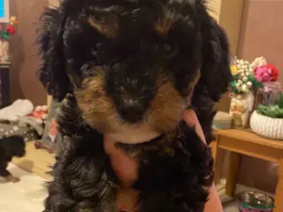 Cavapoochon dogs Beautiful Rare Phantom Toy Cavapoochon Puppies - Advert 6