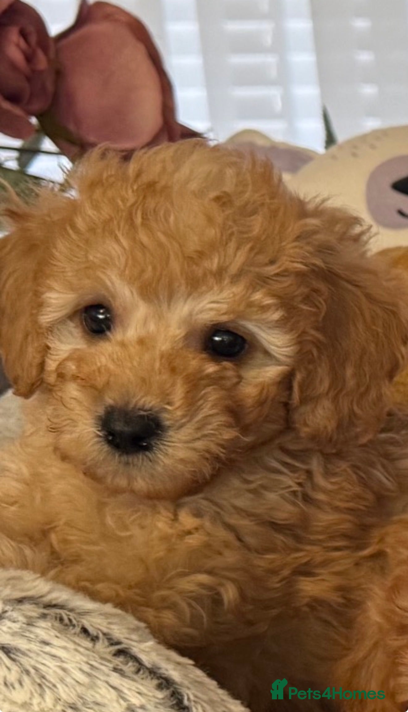 Toy Poodle dogs DNA CLEAR MOM AND DAD/ MOM IS KC registered - Advert 2