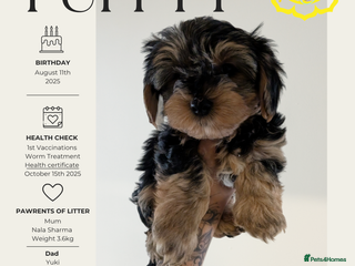 Yorkshire Terrier dogs - Advert 1