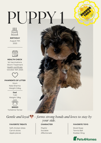 Yorkshire Terrier dogs - Advert 1