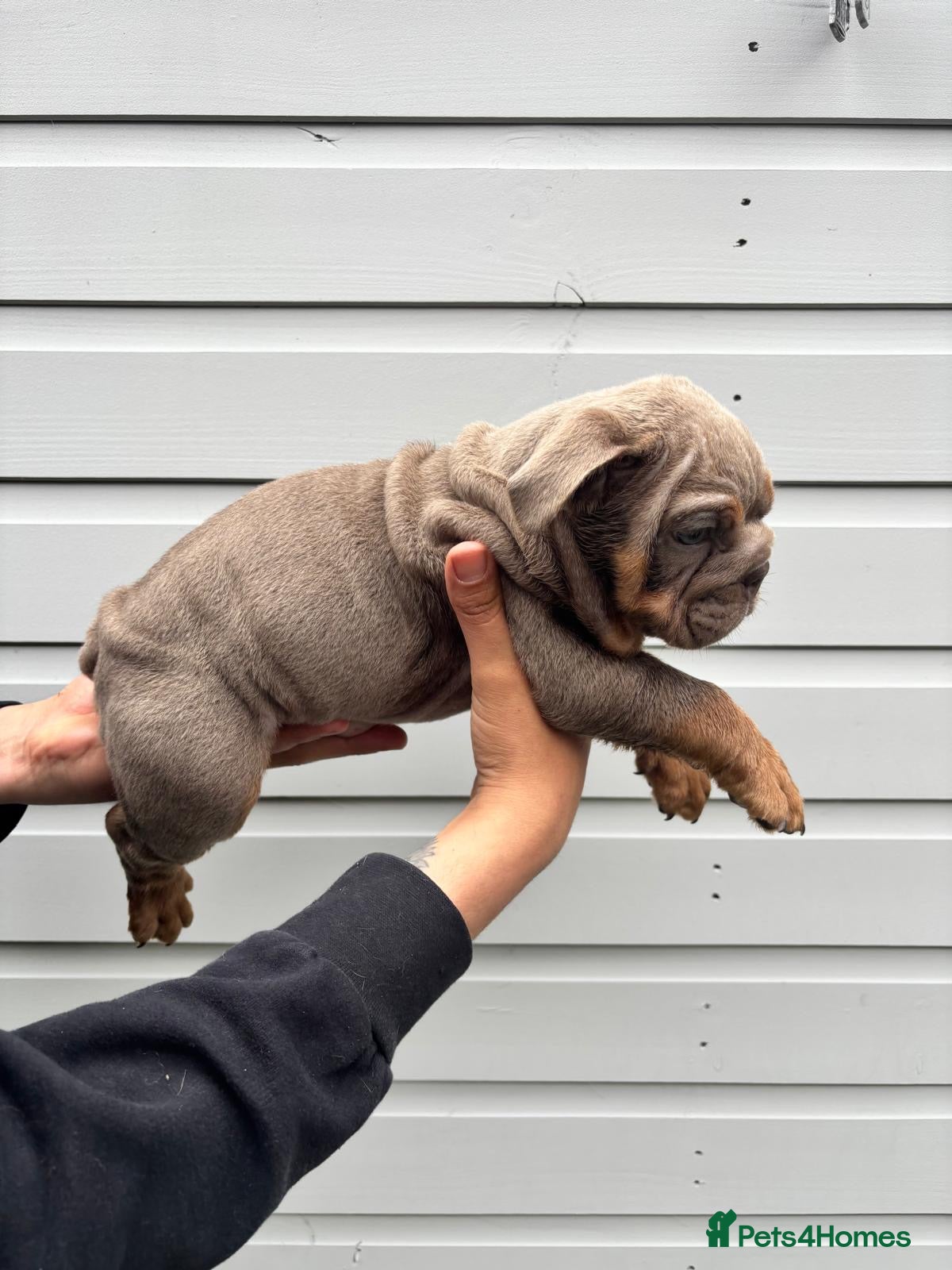 English Bulldog dogs for sale:  English Bulldogs DWKC 🧬🏆 Final reduction! - Advert 18