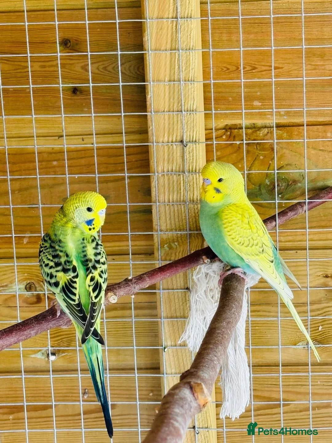 Budgerigars birds for sale: Budgie baby bird for 35 - Advert 3