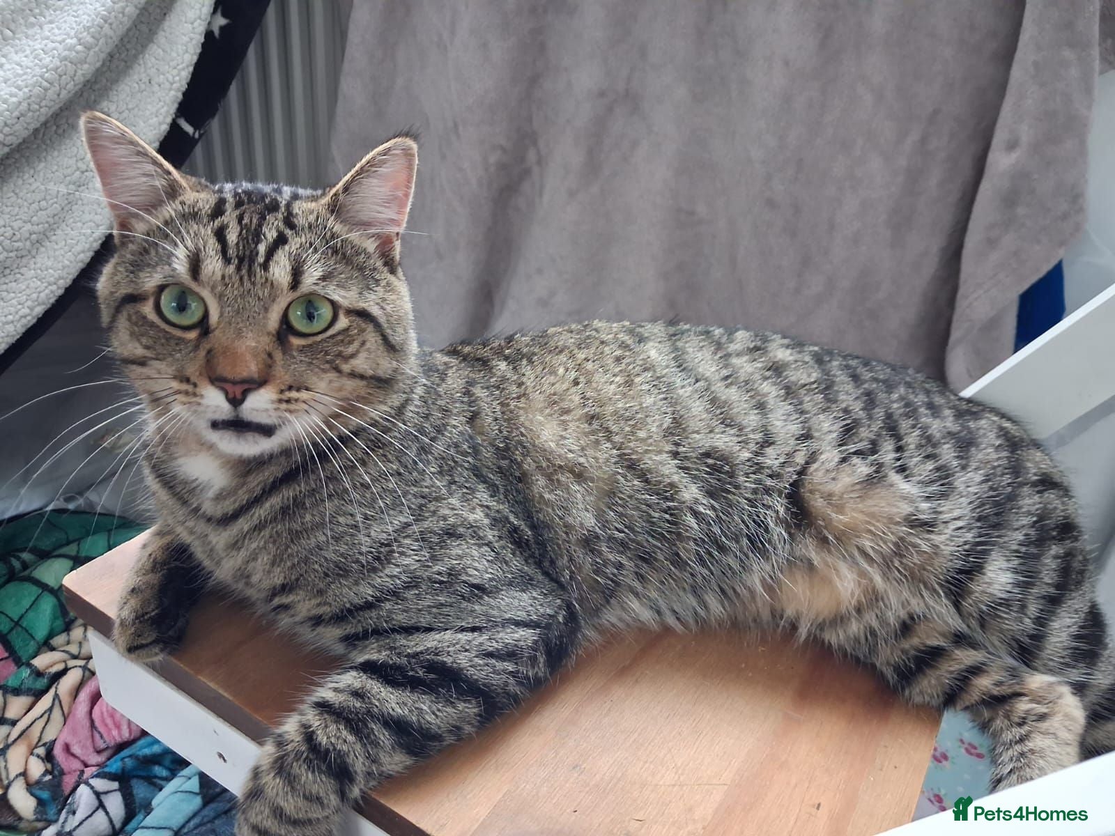 Mixed Breed cats Tabby cat  - Advert 3