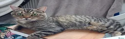 Mixed Breed cats for sale: Tabby cat  in Leeds - Advert 1
