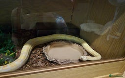 Boa Snake reptiles for sale: Sharp albino boa constrictor male - Image 2