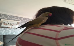 Ringnecks birds for sale: Green Indian ringneck parrot  - Image 1