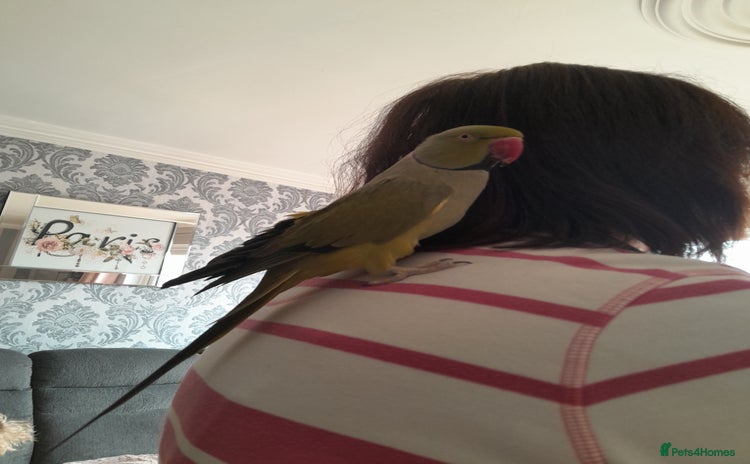 Ringnecks birds - Advert 1