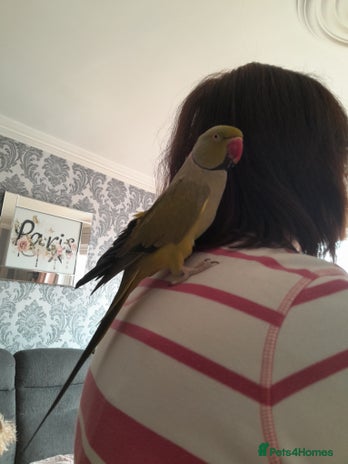 Ringnecks birds - Advert 14