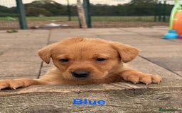 Labrador Retriever dogs for sale: Beautiful KC Fox Red Labs 0/0 hip/elbow mum & dad - Image 9