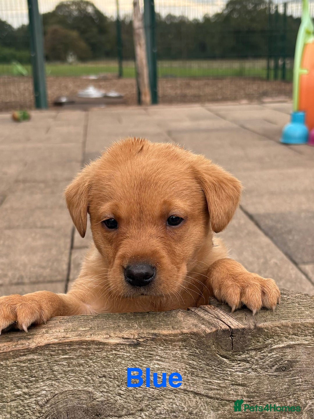 Labrador Retriever dogs for sale: Beautiful KC Fox Red Labs 0/0 hip/elbow mum & dad - Image 9