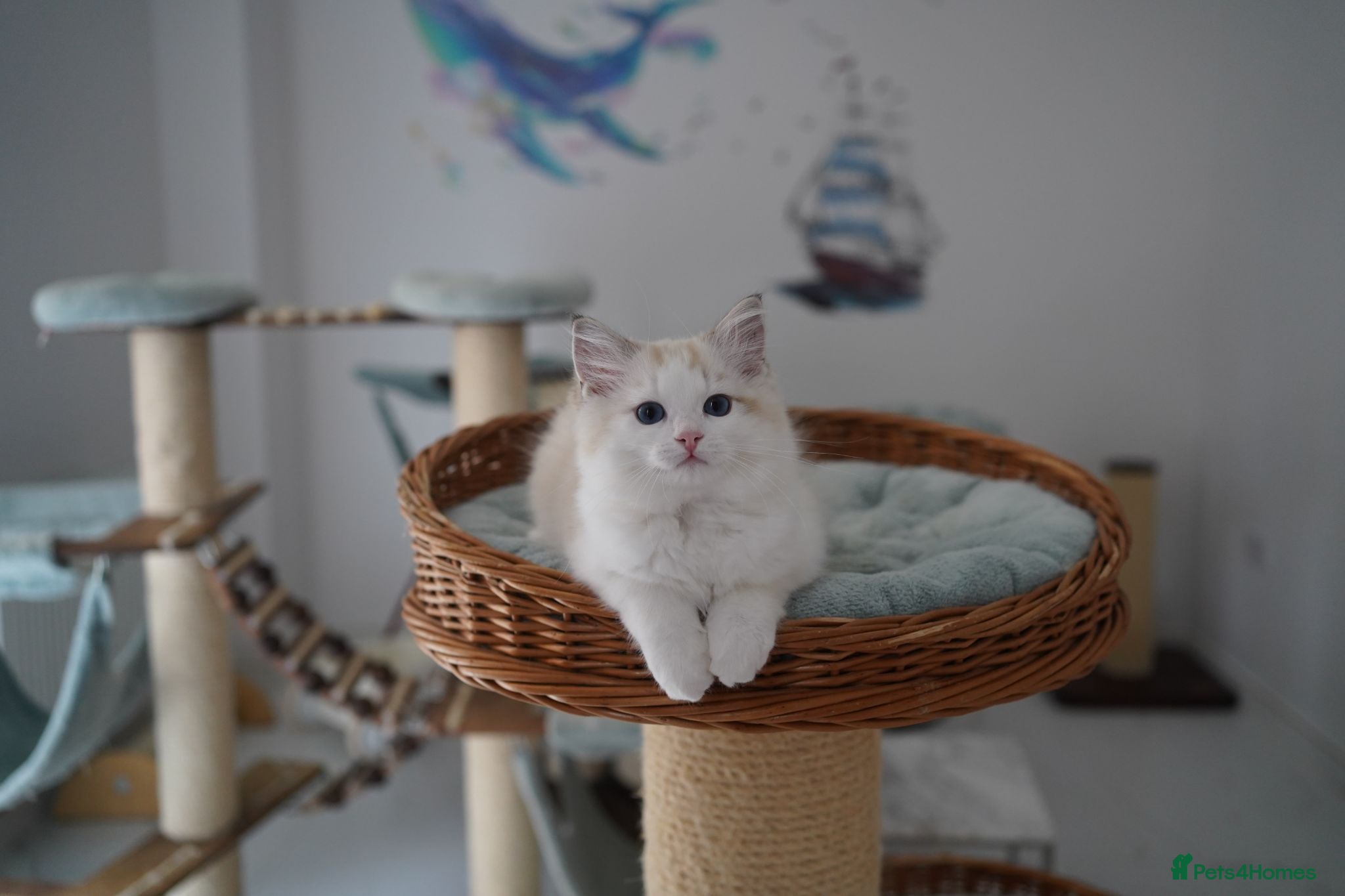 Ragdoll cats TICA registered seal lynx bicolor boy  - Advert 1
