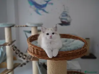 Ragdoll cats TICA registered seal lynx bicolor boy - Advert 1