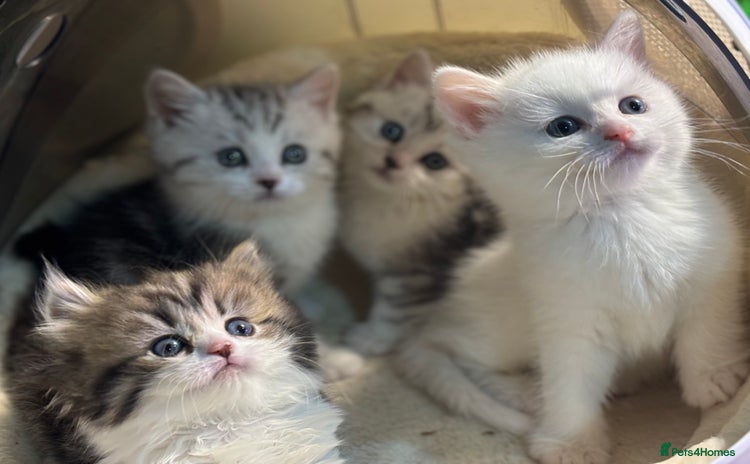 Munchkin cats - Advert 2