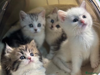 Munchkin cats - Advert 2