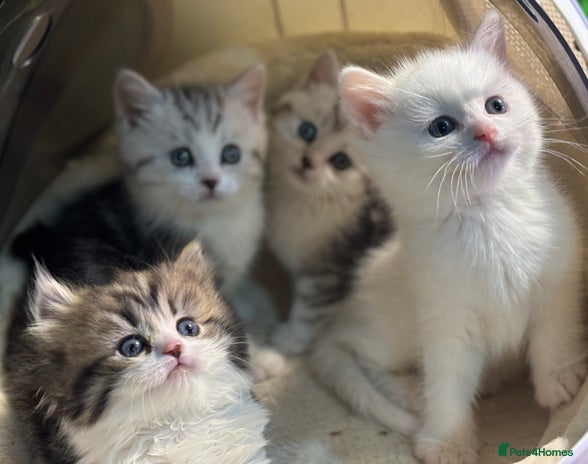 Munchkin cats - Advert 2