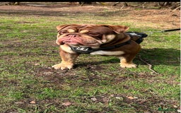 English Bulldog dogs for sale: Stunning New England Bulldogs! Ready for new home - Image 8
