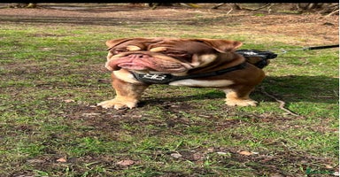 English Bulldog dogs - Advert 7