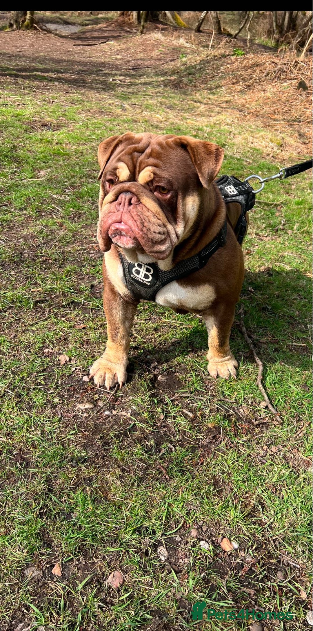 English Bulldog dogs for sale: Stunning New England Bulldogs! Ready for new home - Image 8