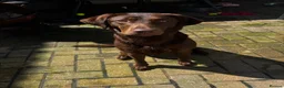 Labrador Retriever dogs for sale: Chocolate Labrador in Knottingley - Advert 9