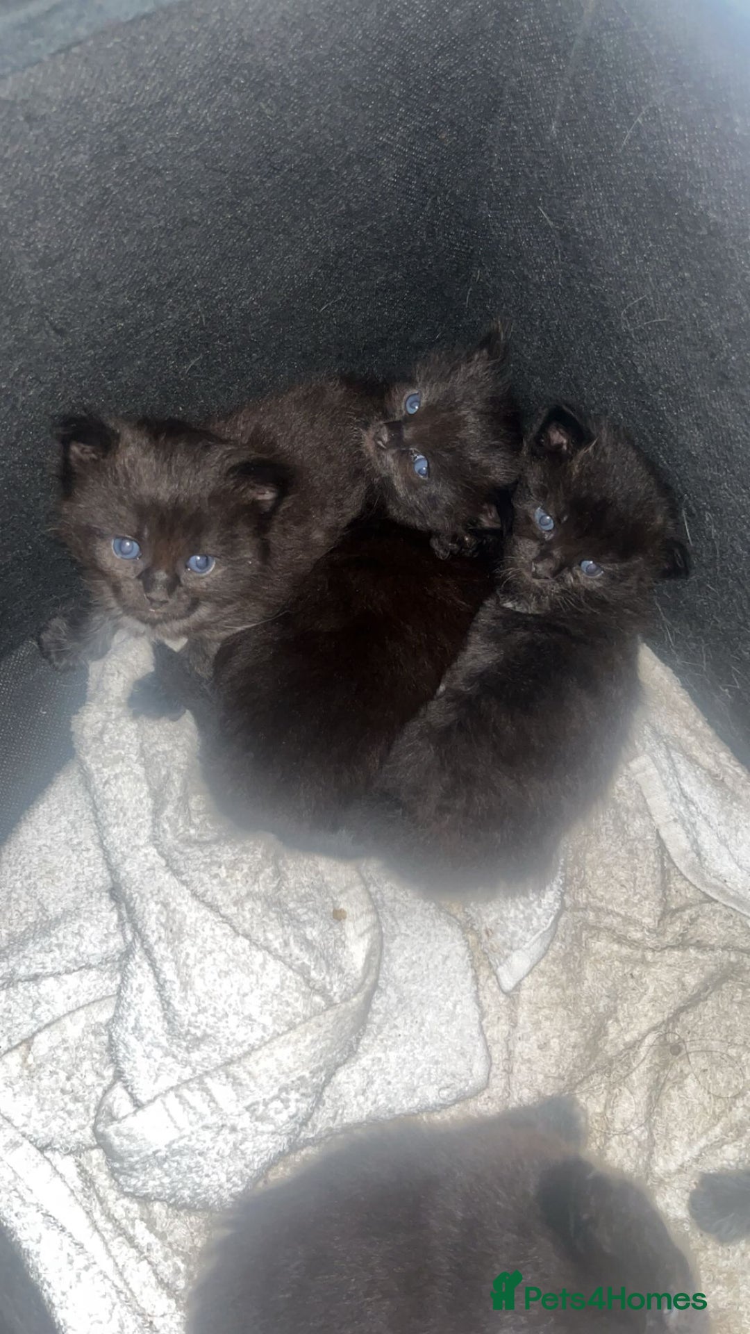 Ragdoll cats for sale: Beautiful ragdoll cross kittens  - Image 2