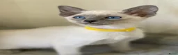 Siamese cats for sale: GCCF Registered Siamese Kittens  - Advert 25