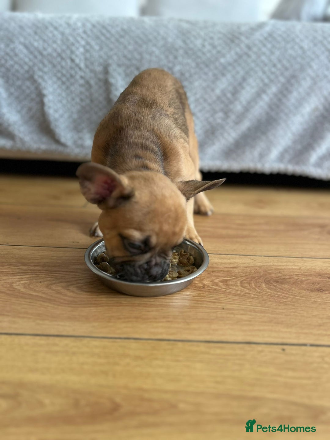 French Bulldog dogs for sale: Fluffy Gene Carrying Frenchies - Image 10
