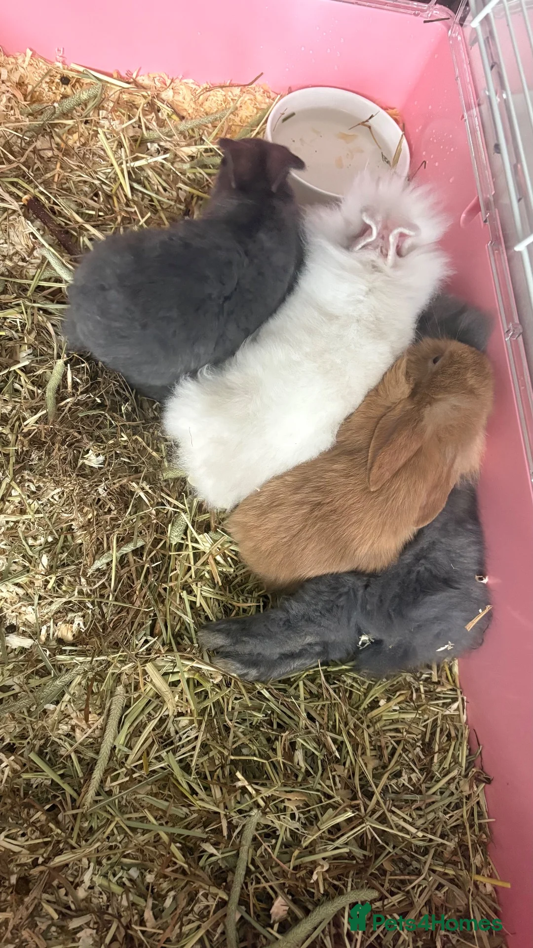 Mixed Breed rabbits for sale: Baby rabbits for sale - Advert 6
