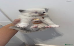 Ragdoll cats for sale: READY TO RESERVE - pedigree Ragdoll Kittens - Image 7
