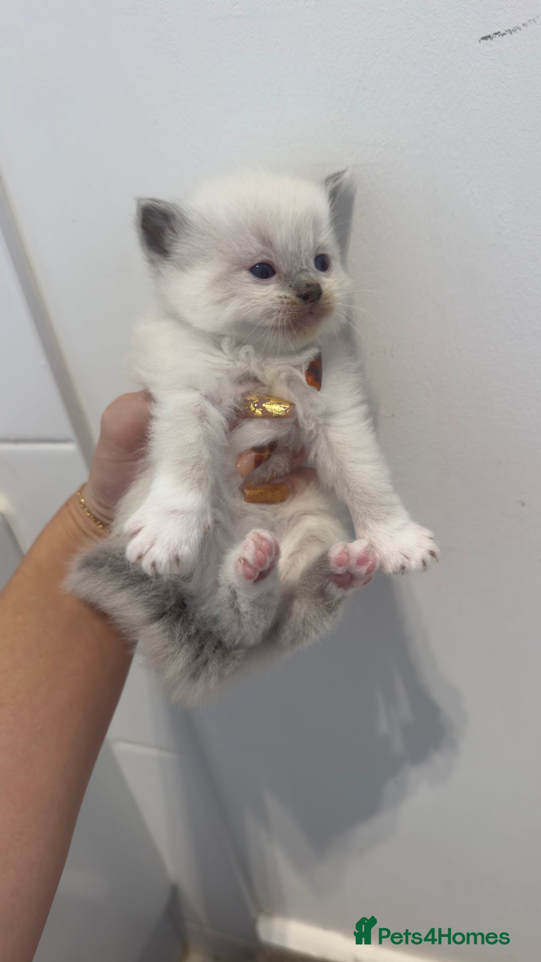 Ragdoll cats for sale: READY TO RESERVE - pedigree Ragdoll Kittens - Image 7