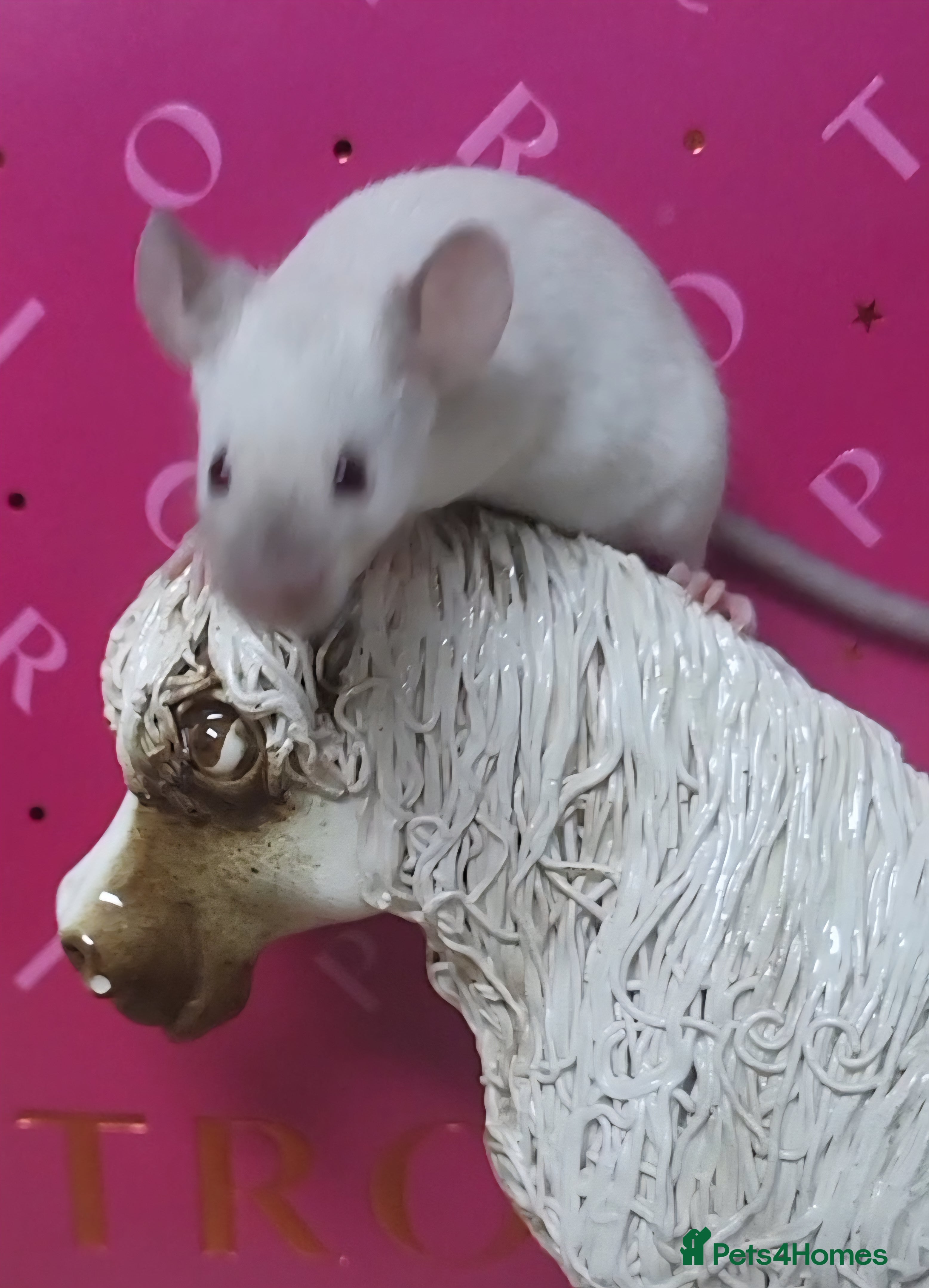 Mouse rodents Friendly fancy mice - Advert 19