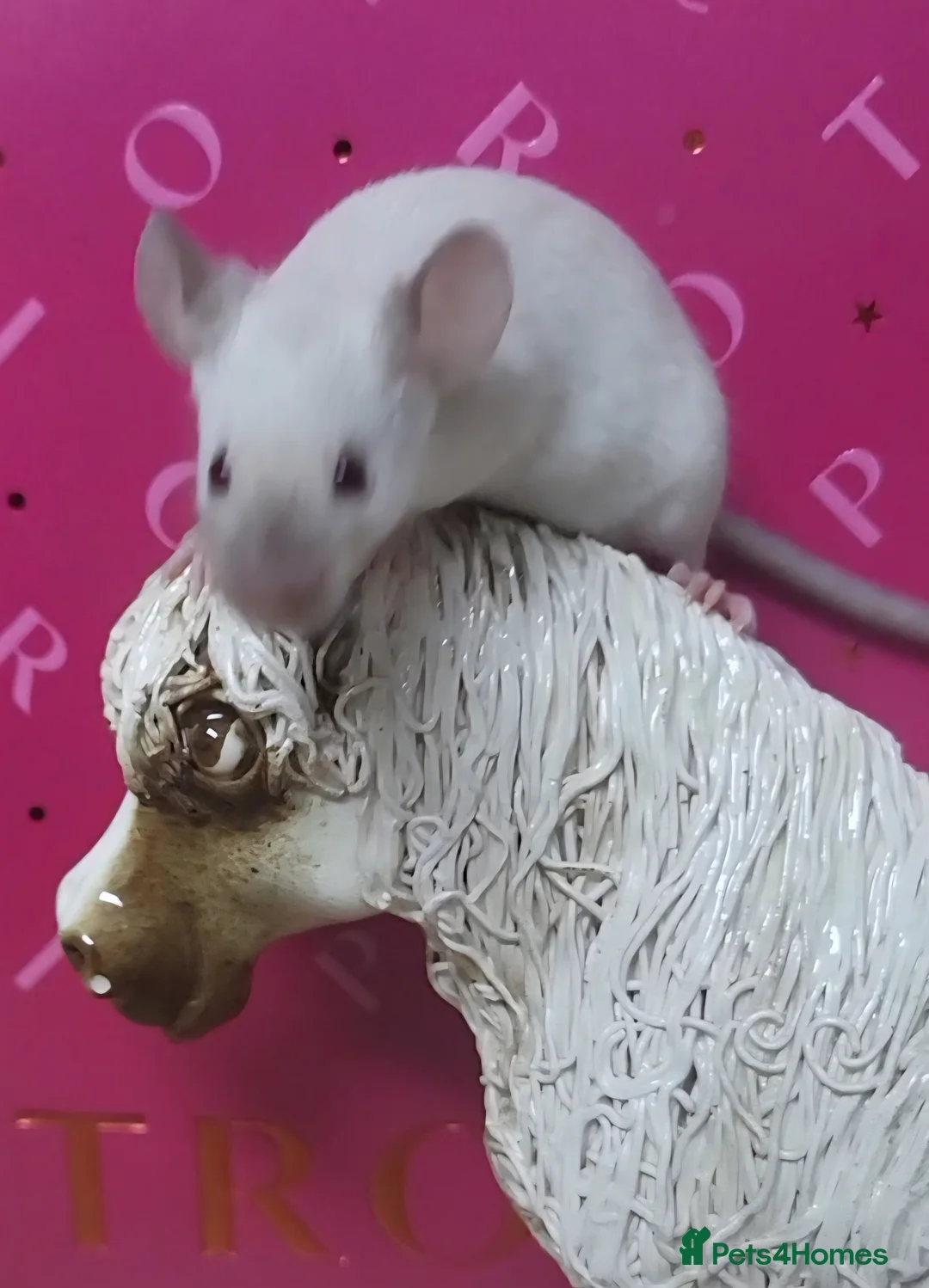 Mouse rodents for sale: Friendly fancy mice - Advert 1