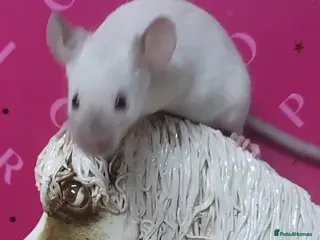 Mouse rodents Friendly fancy mice - Advert 3