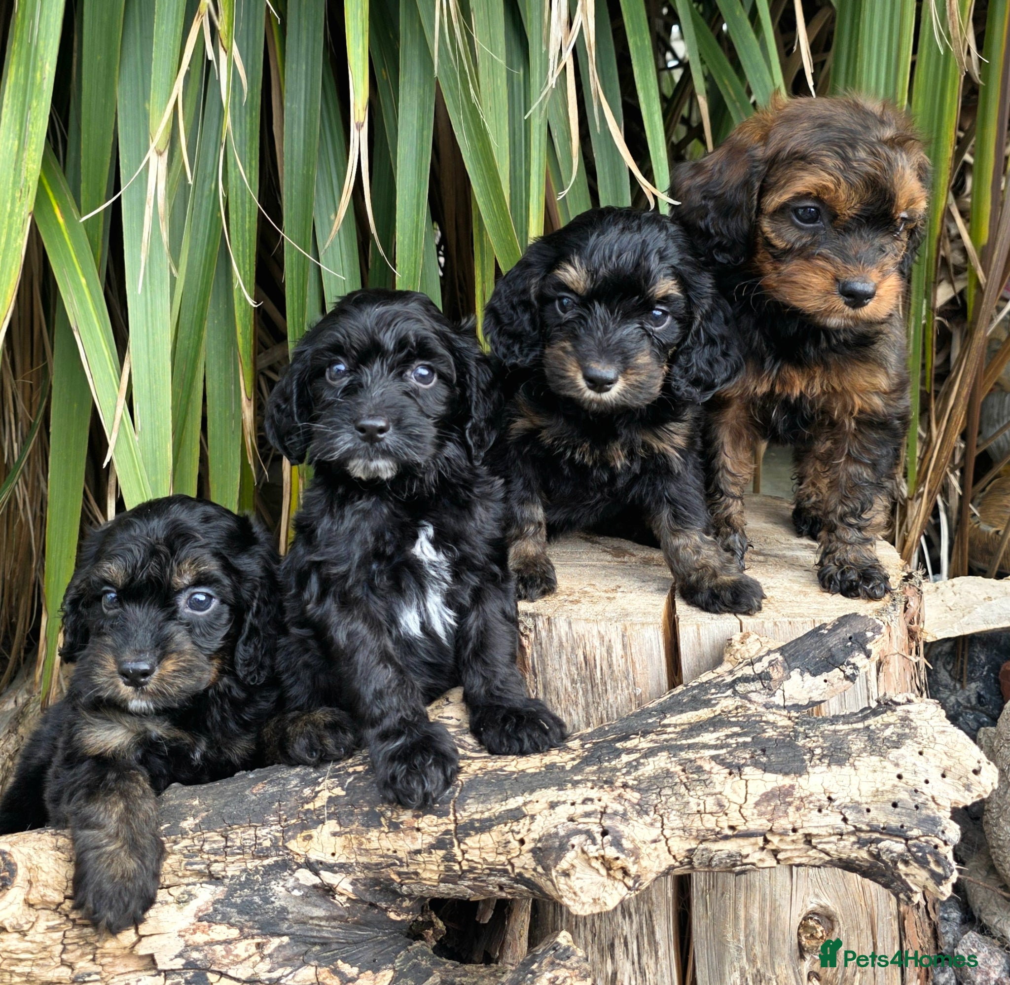 Cockapoo dogs F1 dna clear beauiful cockapoos  - Advert 1