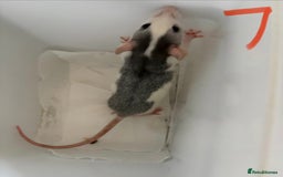 Rat rodents for sale: Mixed baby rats  - Image 30