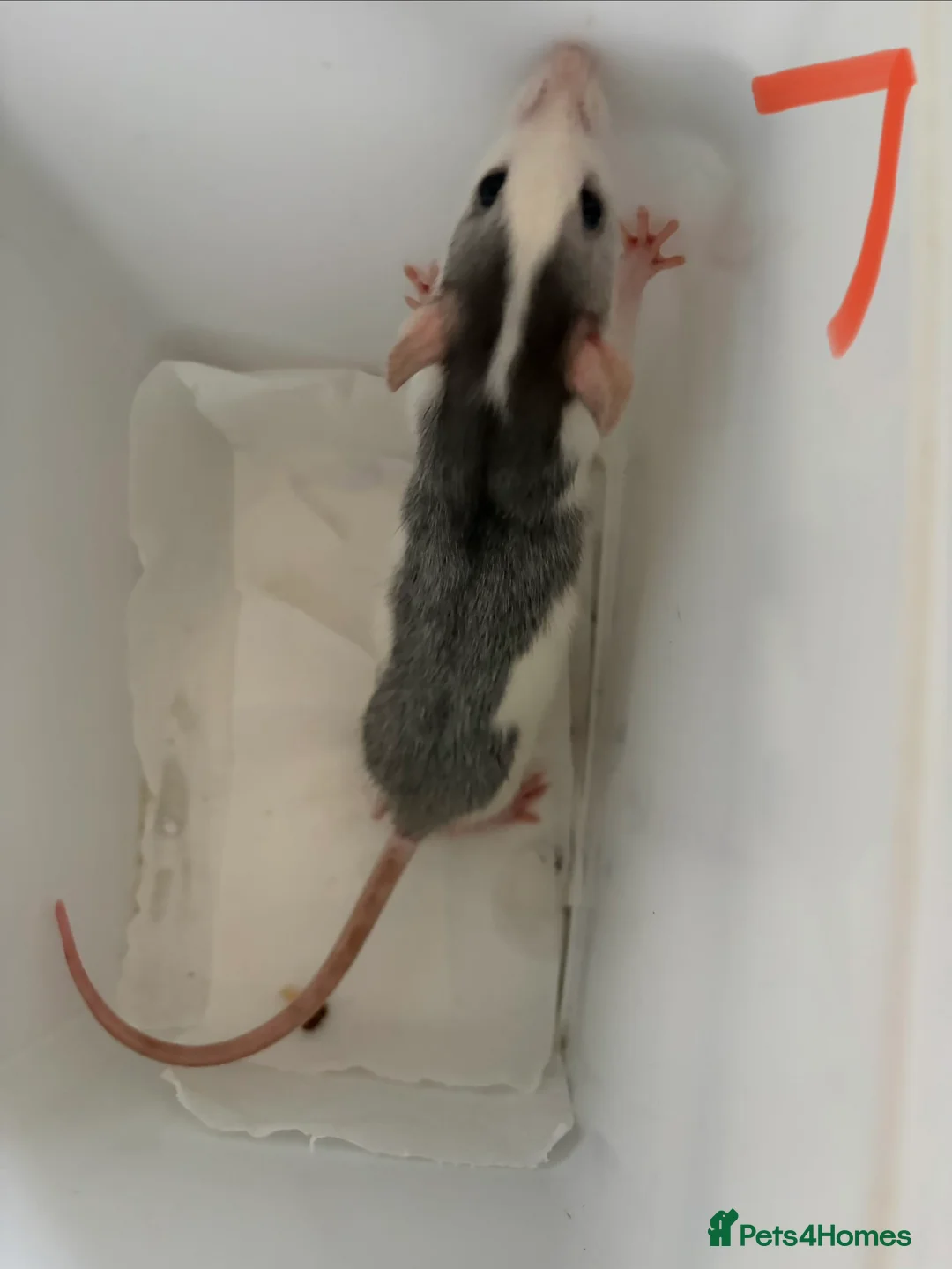 Rat rodents for sale: BABY RAT GIRLS   . Beautiful tame babies  - Advert 8