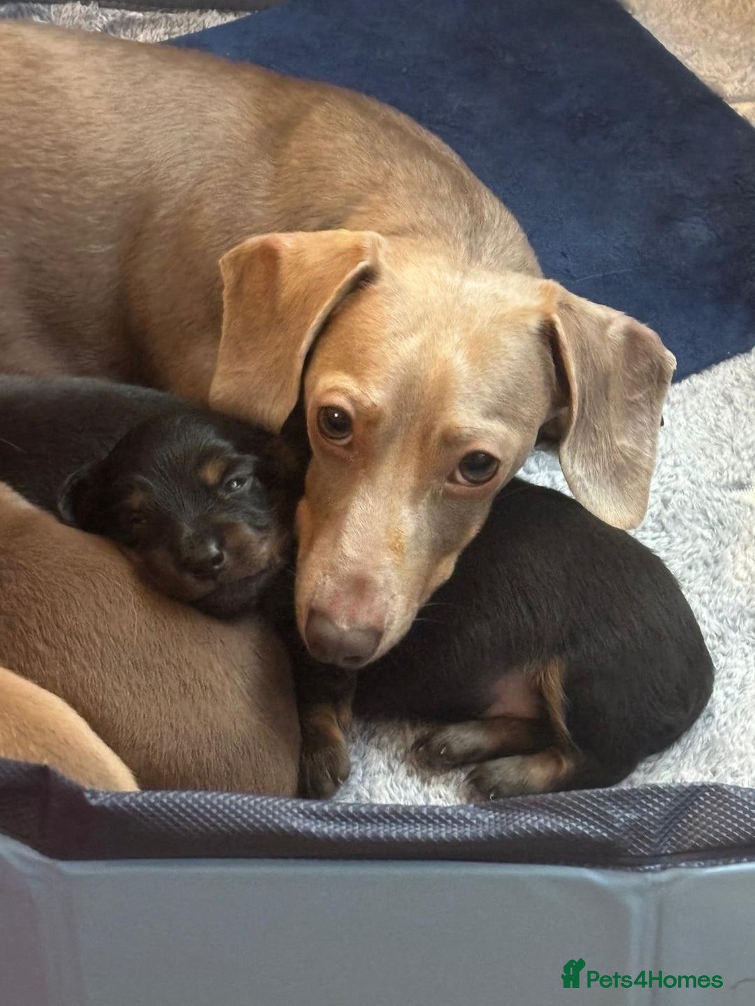 Miniature Dachshund dogs for sale: Miniature dashund puppies  - Advert 12