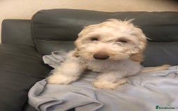 Cockapoo dogs for sale:  F1 Cockapoo MALE Dna health test Clear parents  - Image 10