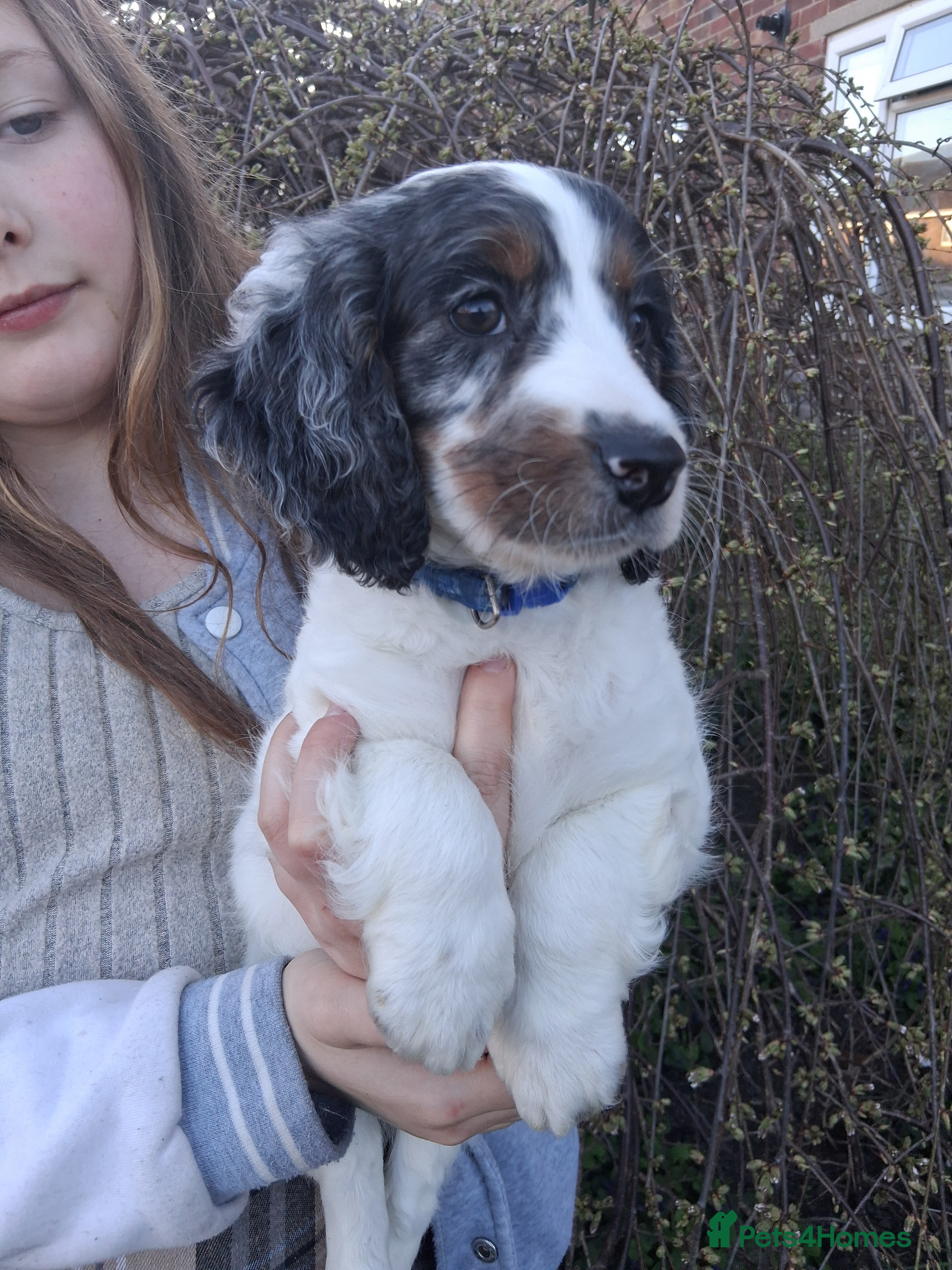 Cockapoo dogs Ready now stunning  f2b cockerpoo males. - Advert 9
