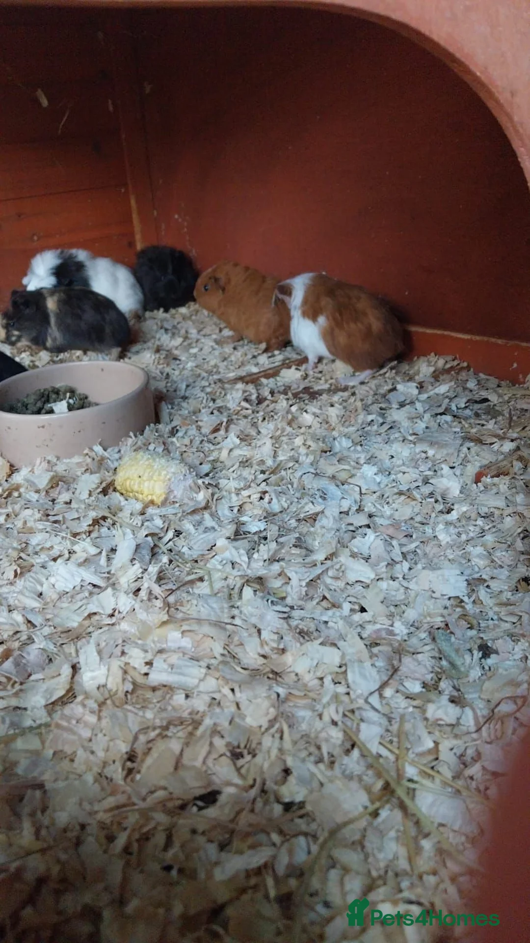Guinea Pig rodents for sale: 5 female guinea pigs in Liskeard - Advert 7