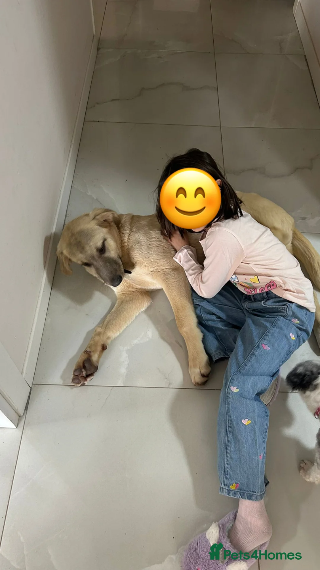 Anatolian Shepherd dogs for adoption: Toby & Teddy – Loving Brothers Ready for Homes - Advert 2