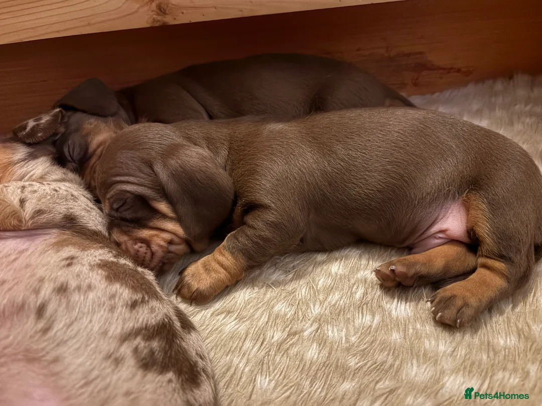 Miniature Dachshund dogs for sale: Miniature dachshund puppies - Advert 8